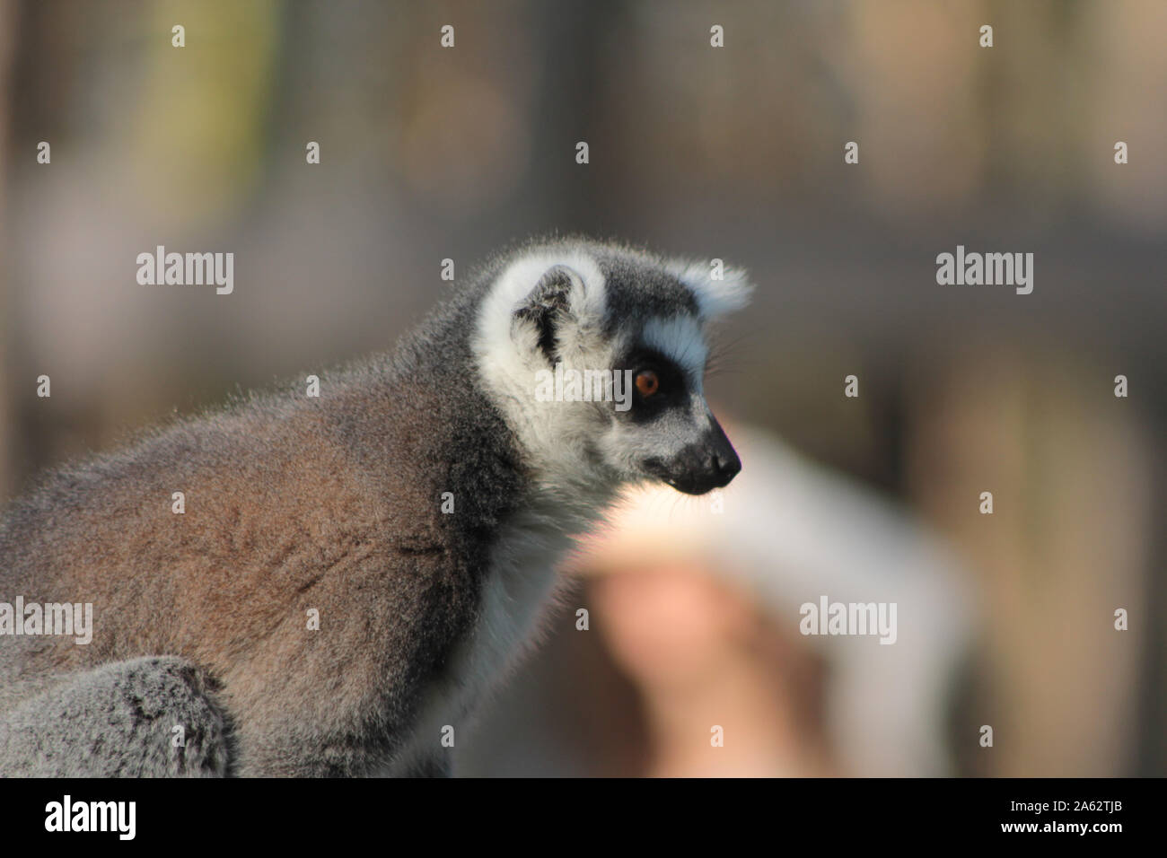 Anello-tailed lemur - Lemur catta Foto Stock