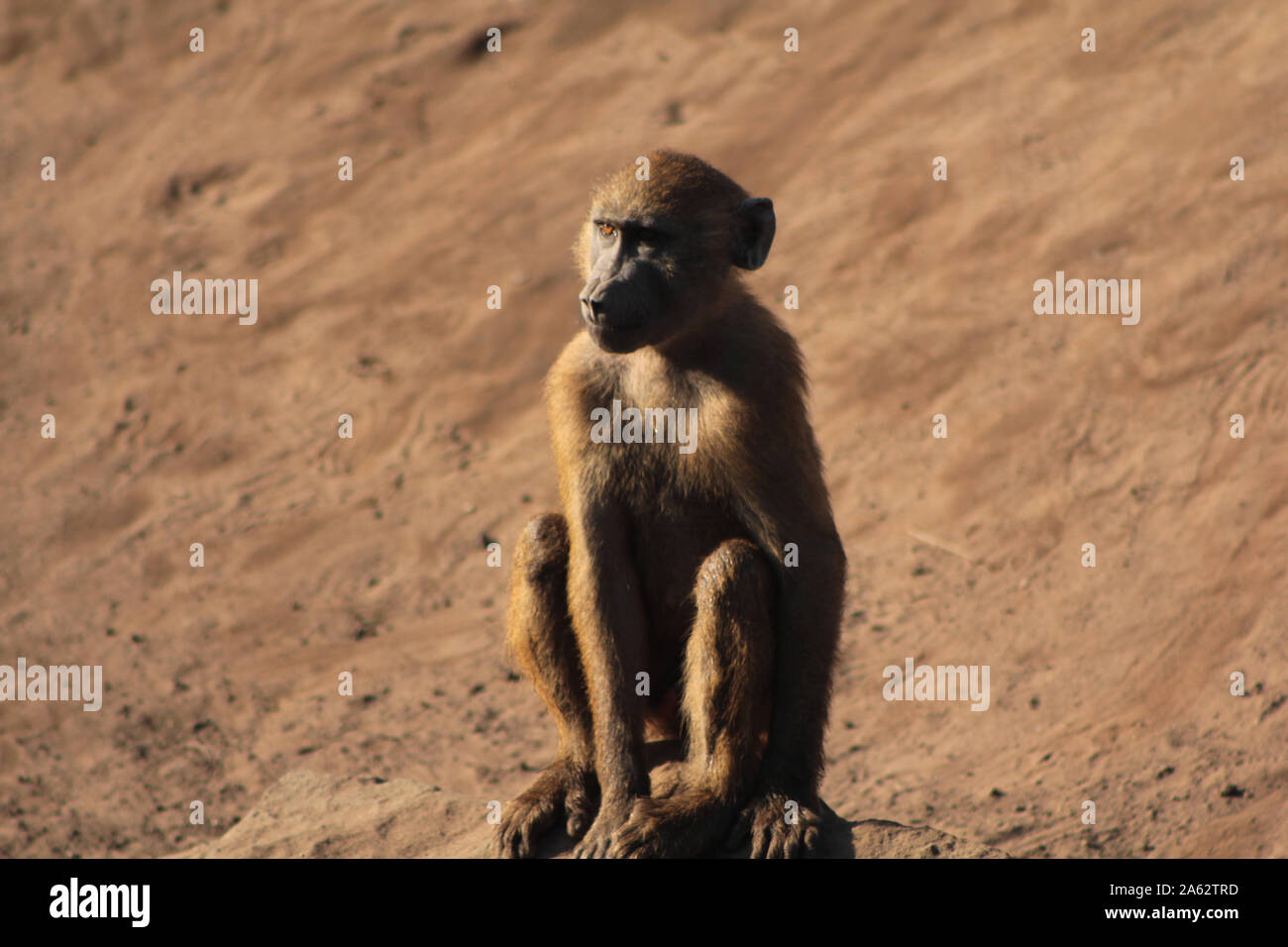 Guinea - babbuino Papio papio Foto Stock