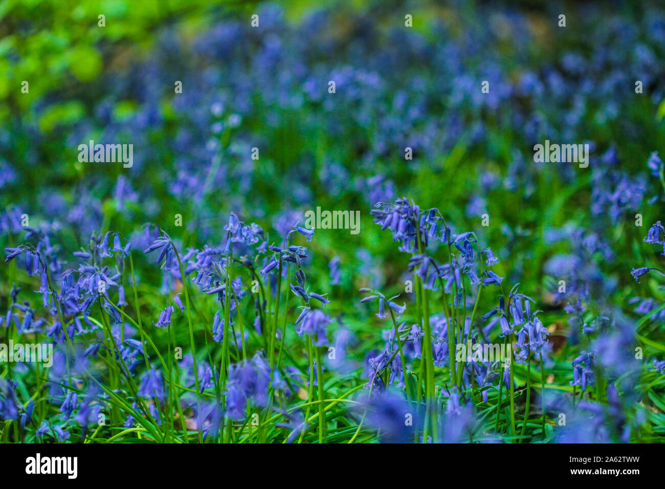 Bluebells nei boschi in primavera Foto Stock