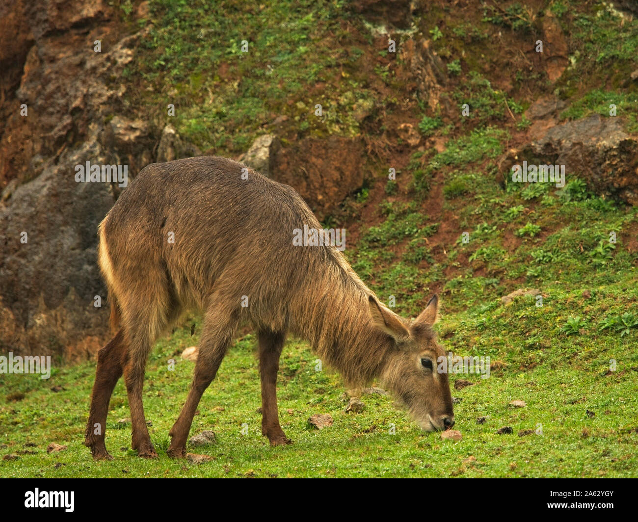 L'aquatic antilope (Kobus ellipsiprymnus) mangiare erba, mammifero Artiodattilo dei bovidi famiglia. Esso è ampiamente distribuito in Africa a sud di Sa Foto Stock