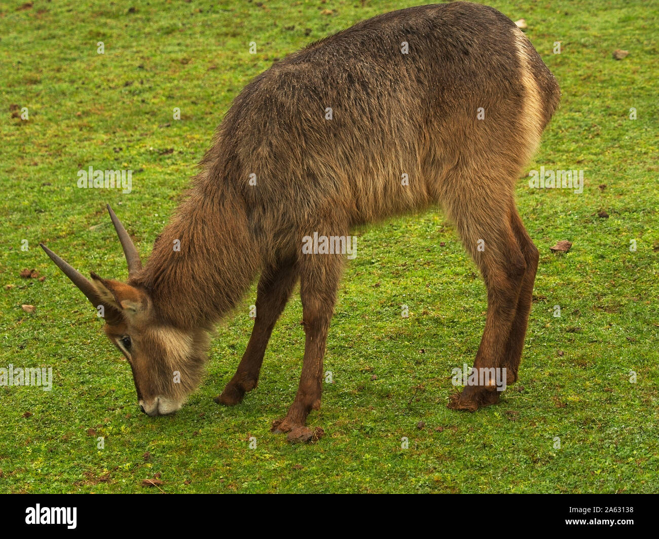 L'aquatic antilope (Kobus ellipsiprymnus) mangiare erba, mammifero Artiodattilo dei bovidi famiglia. Esso è ampiamente distribuito in Africa a sud di Sa Foto Stock
