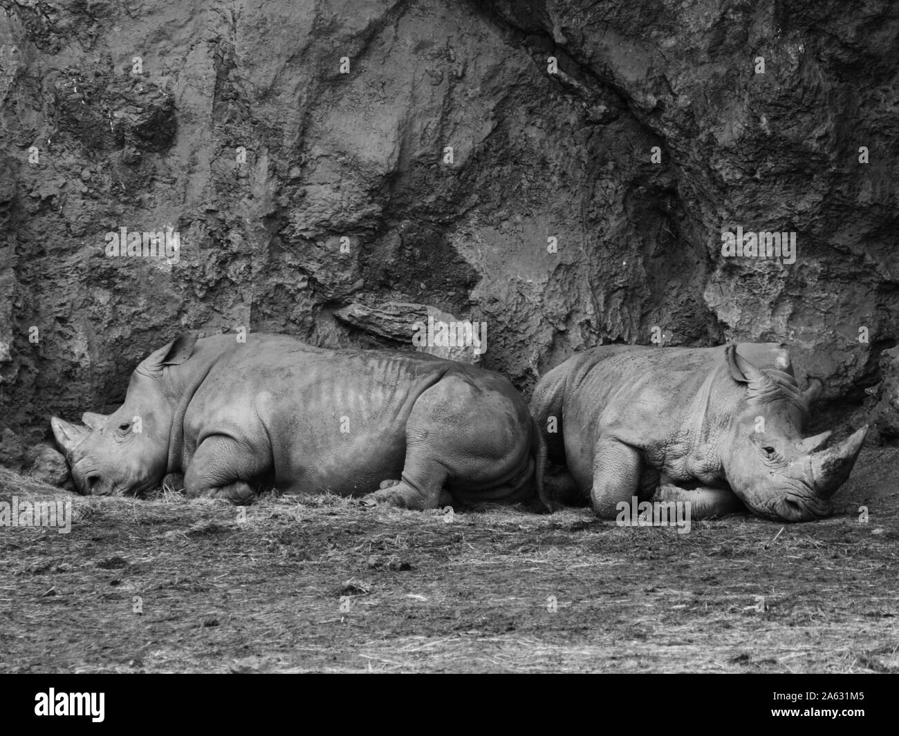 Paio di due profilo bianco di rinoceronti giacente a terra in appoggio Foto Stock
