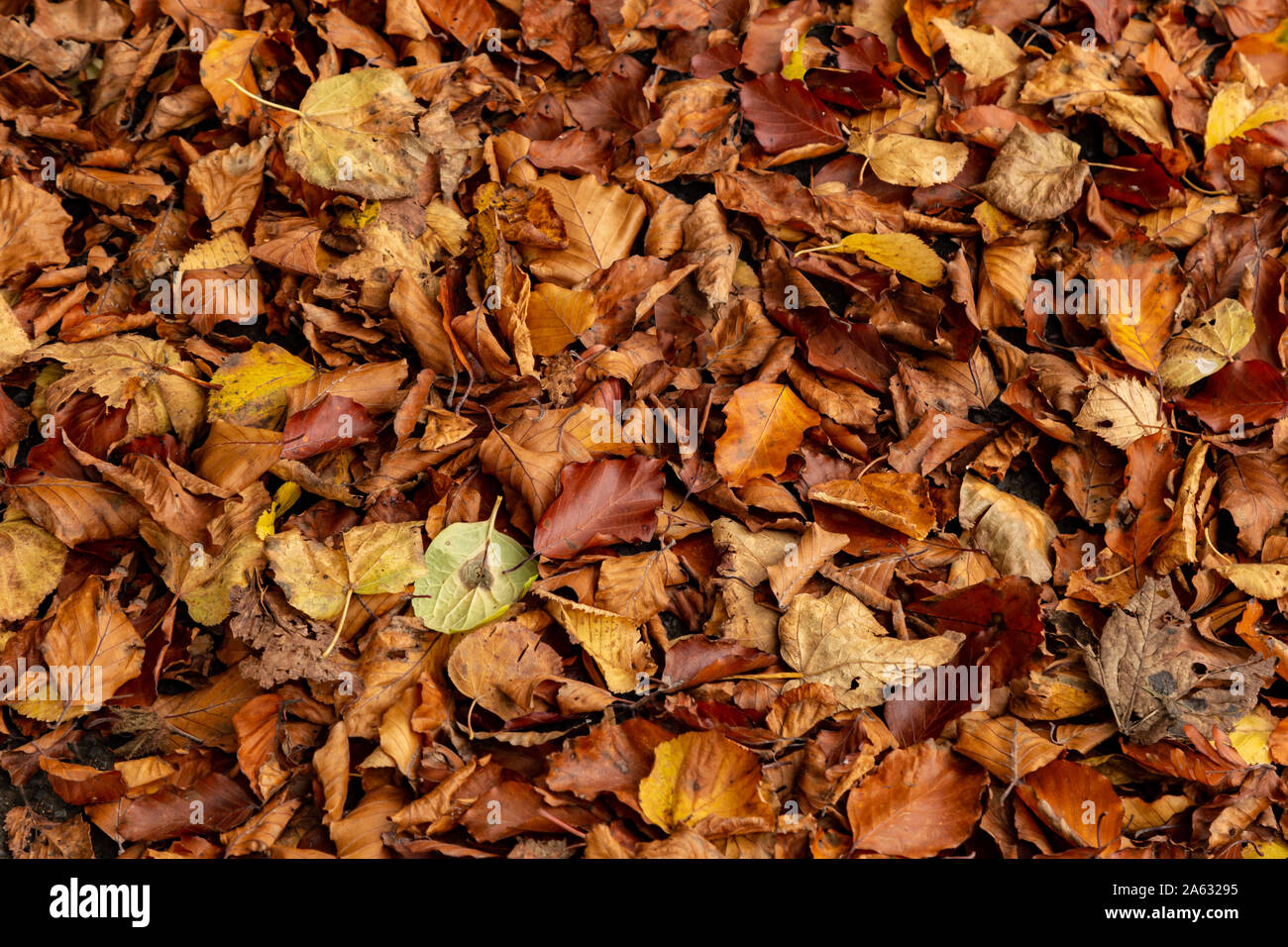 Foglie di autunno close-up Foto Stock