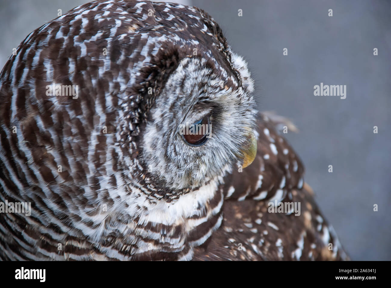Close up di Chaco Allocco (Strix chacoensis) Foto Stock