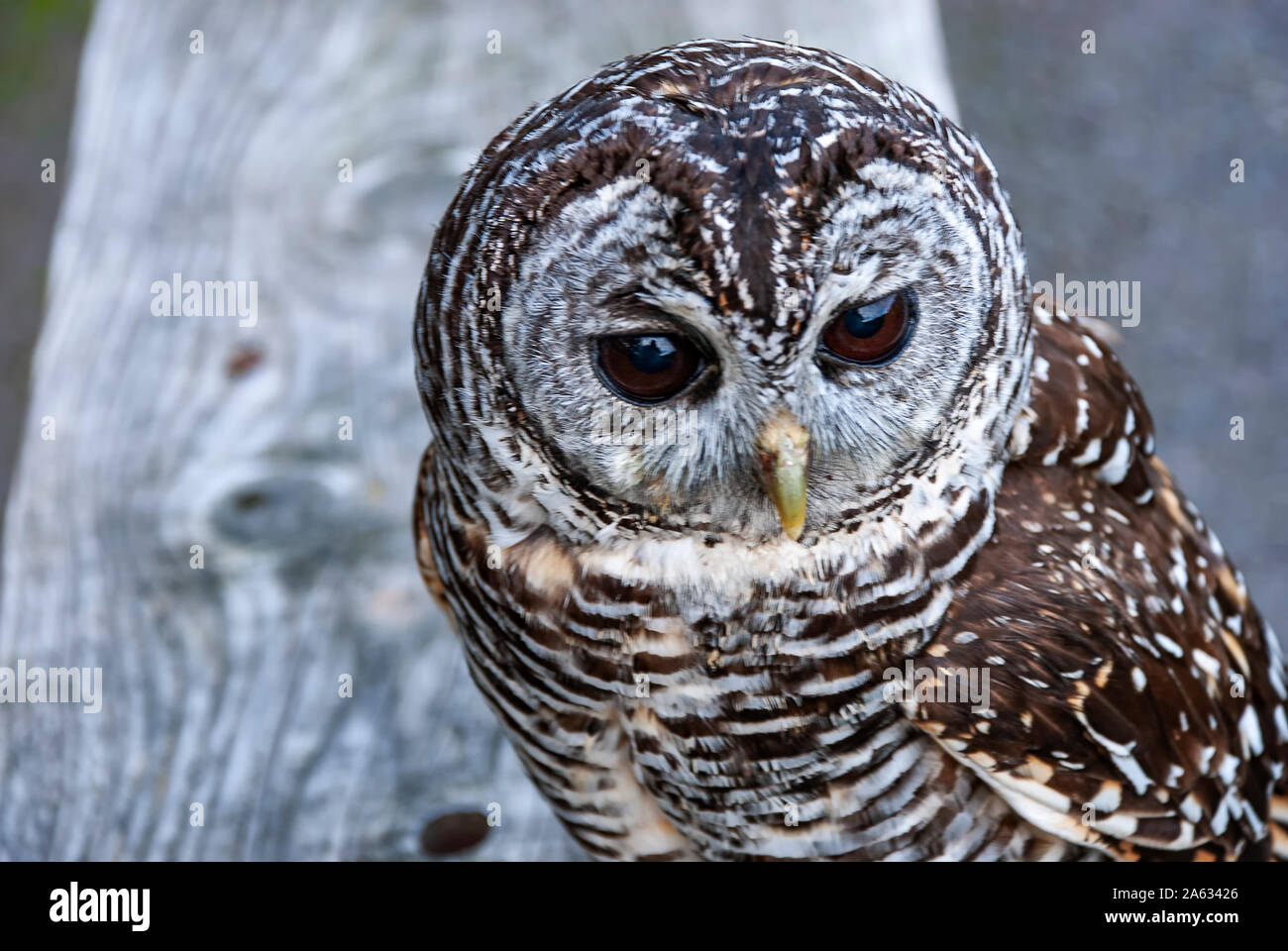 Close up di Chaco Allocco (Strix chacoensis) Foto Stock