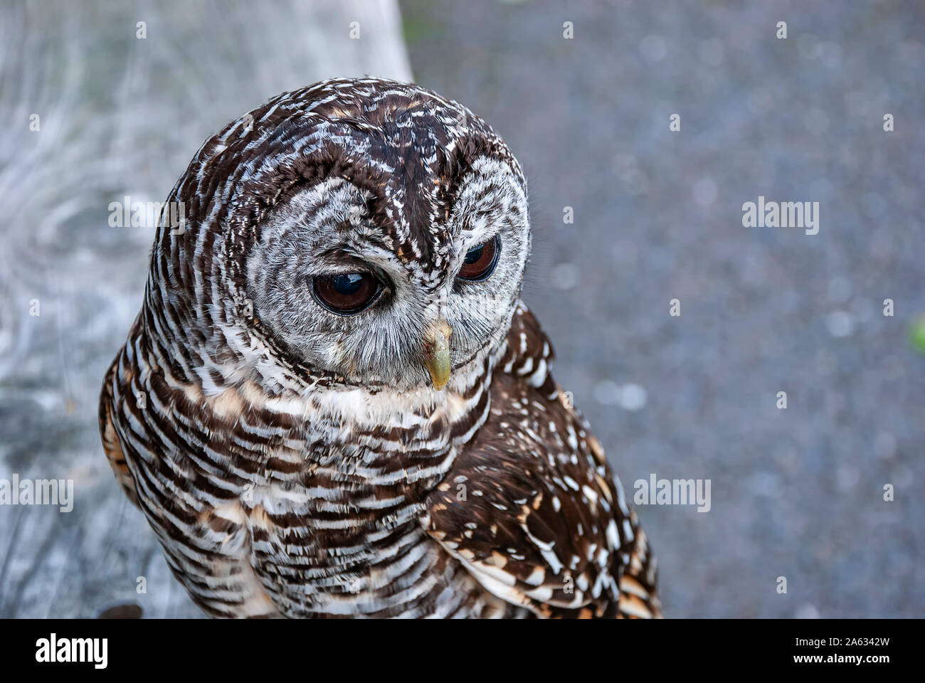 Close up di Chaco Allocco (Strix chacoensis) Foto Stock