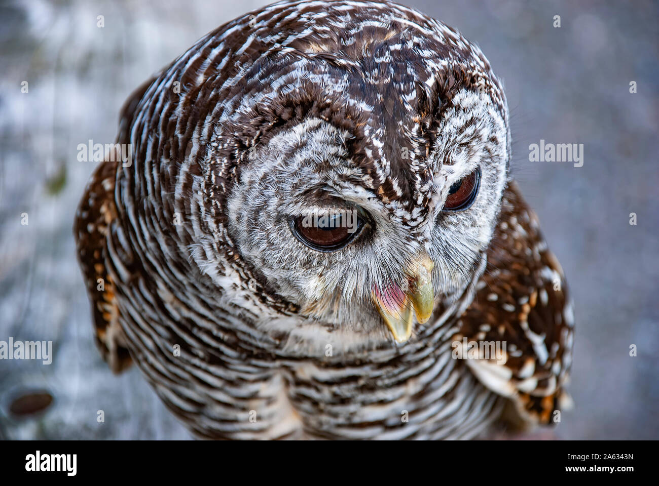 Close up di Chaco Allocco (Strix chacoensis) Foto Stock