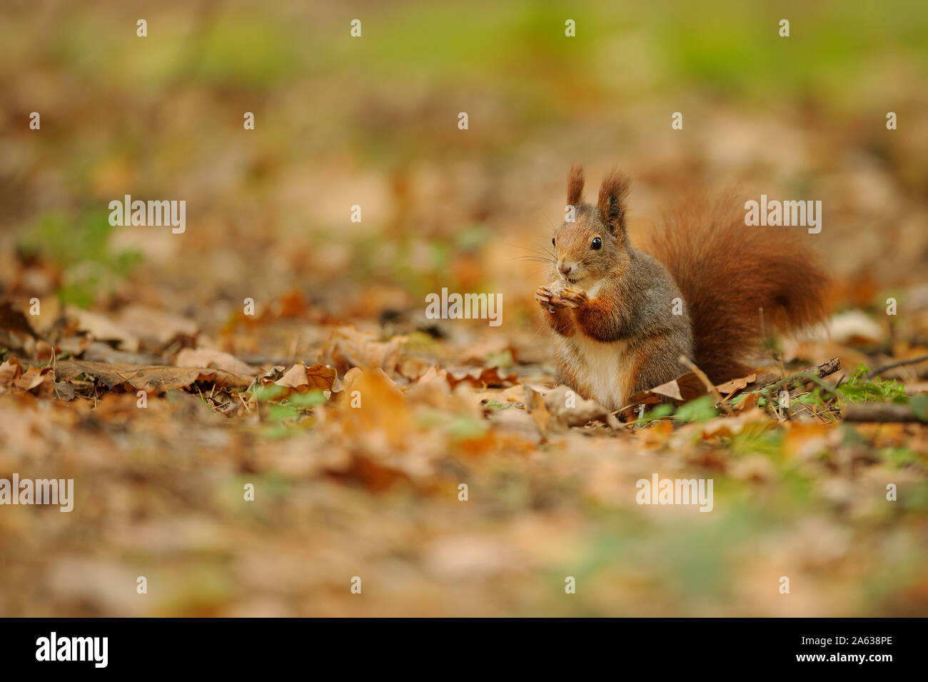 Rosso marrone squirrel trattiene il dado nelle sue zampe. Foto Stock