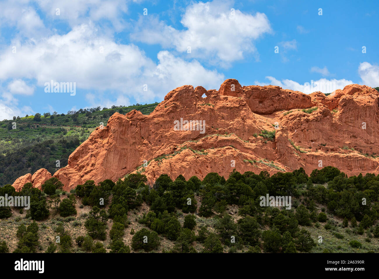 Cammelli bacianti nel Garden of the Gods Park, Colorado Springs, Stati Uniti Foto Stock