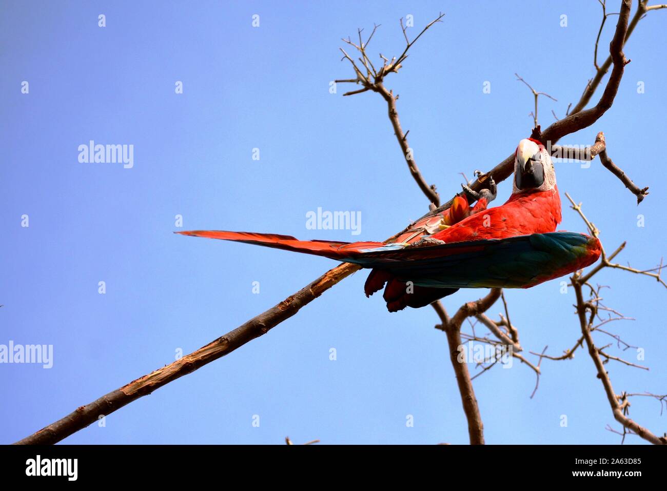 Un pappagallo rosso in una succursale Foto Stock