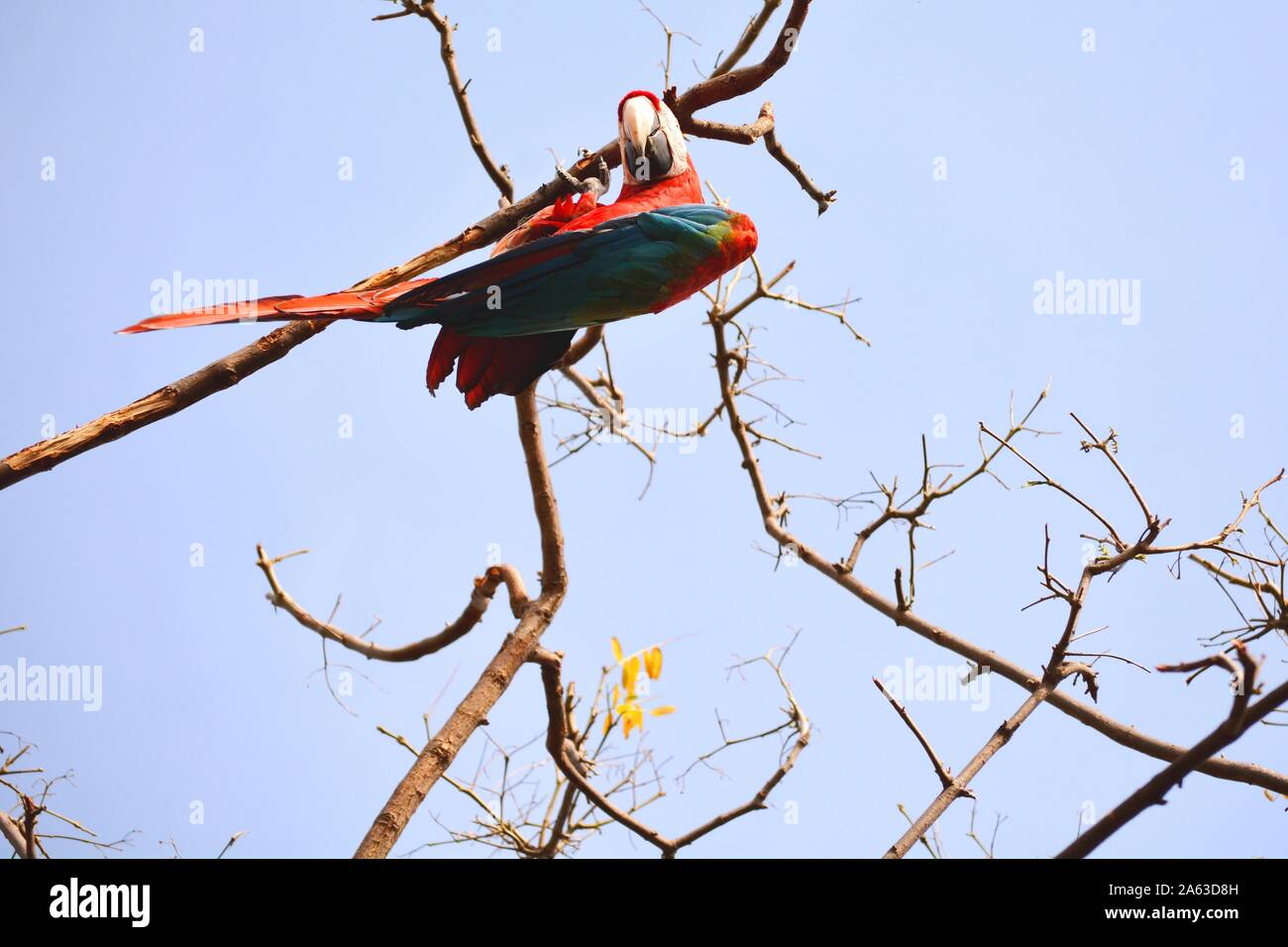 Un pappagallo rosso in una succursale Foto Stock