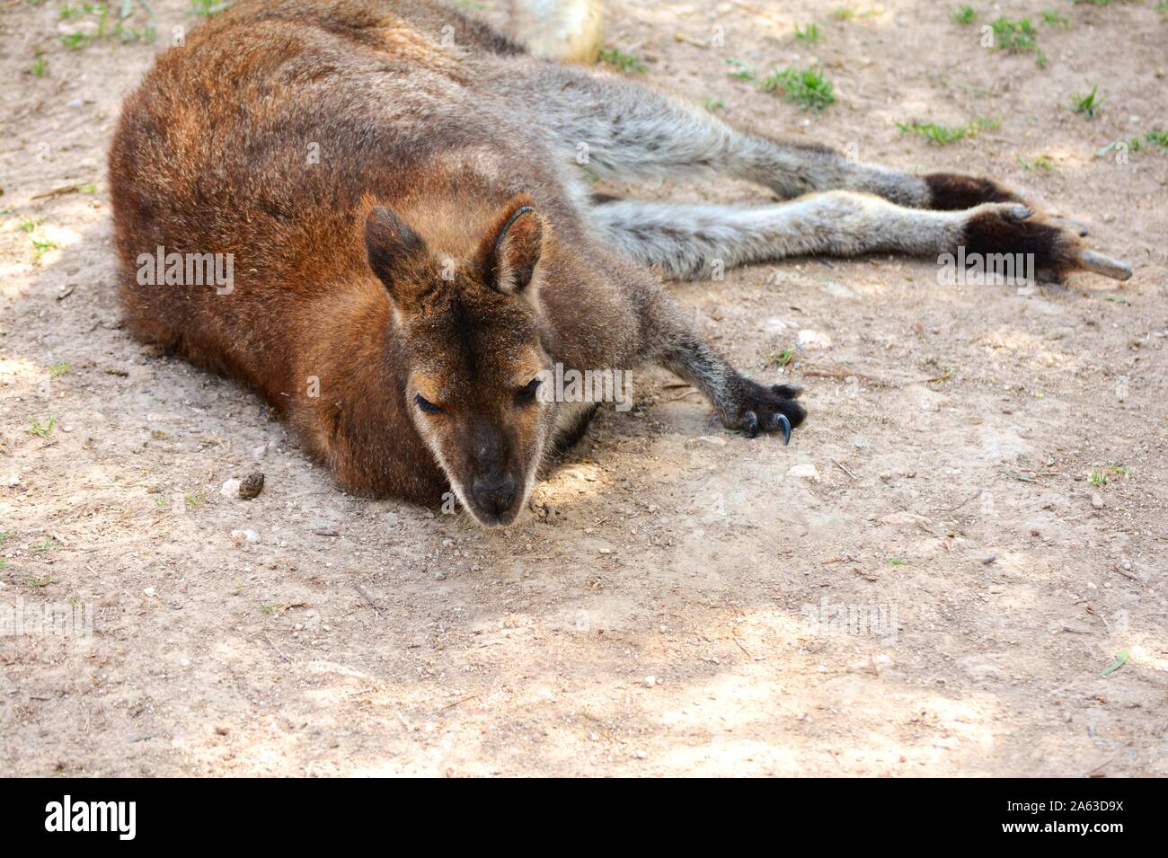 Un canguro giacente a terra Foto Stock