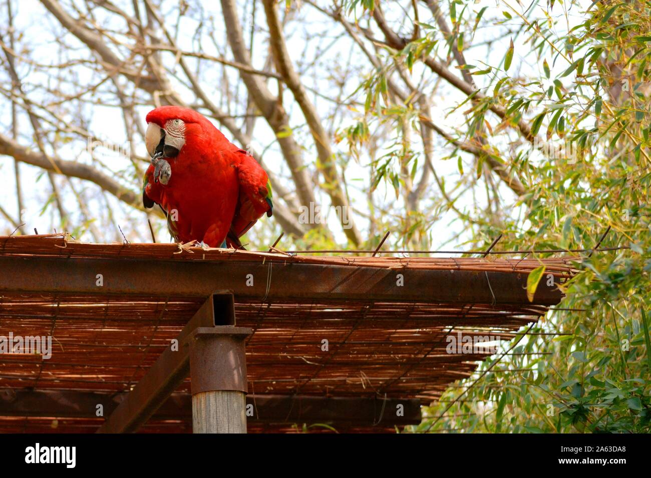 Un pappagallo rosso di mordere le unghie Foto Stock