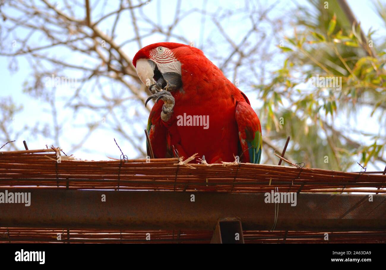 Un pappagallo in un ramo di un albero Foto Stock