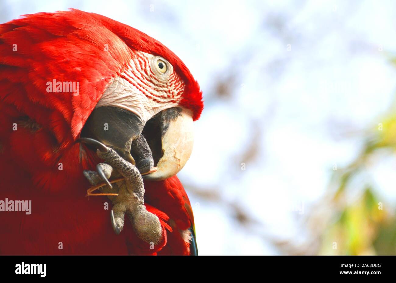 Un pappagallo rosso di mordere le unghie Foto Stock