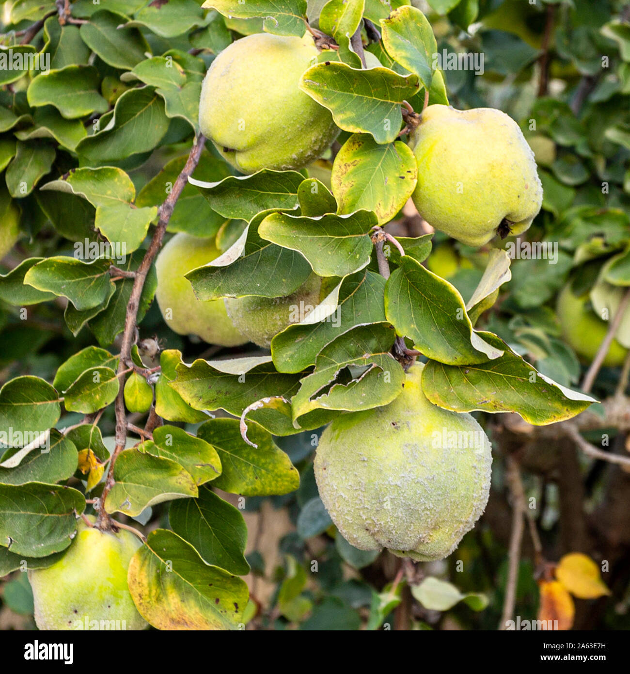 Le mele cotogne Frutta (Cydonia oblonga) con il grigio-bianco i capelli fini sul ramo, vicino a maturità nella stagione autunnale Foto Stock