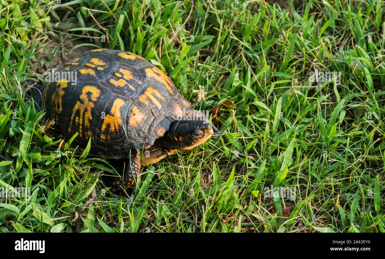 Un giallo e marrone tartaruga è però ridotta erba in un parco locale. Foto Stock
