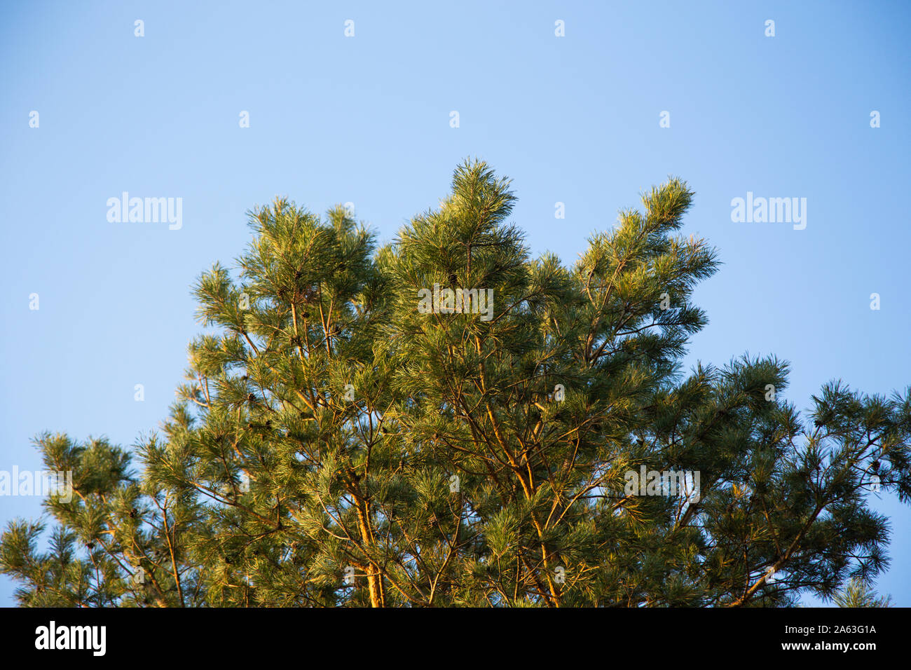 Rametti di abete rosso su uno sfondo di cielo blu di close-up. Wallpaper Hd natura Abete verde sfondi per sfondi per il desktop Foto Stock