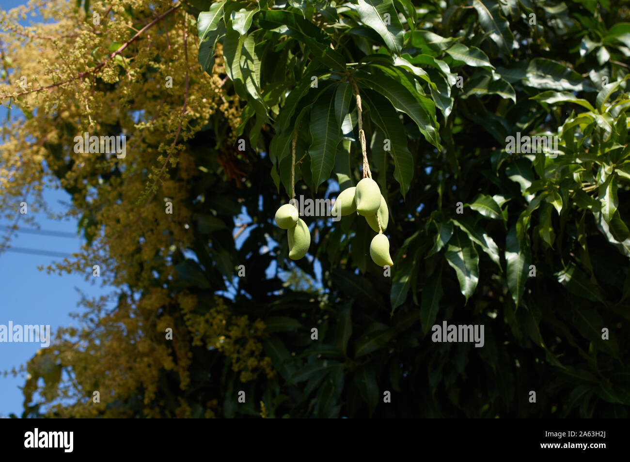 Il mango sulla struttura ad albero all'inizio della stagione Foto Stock