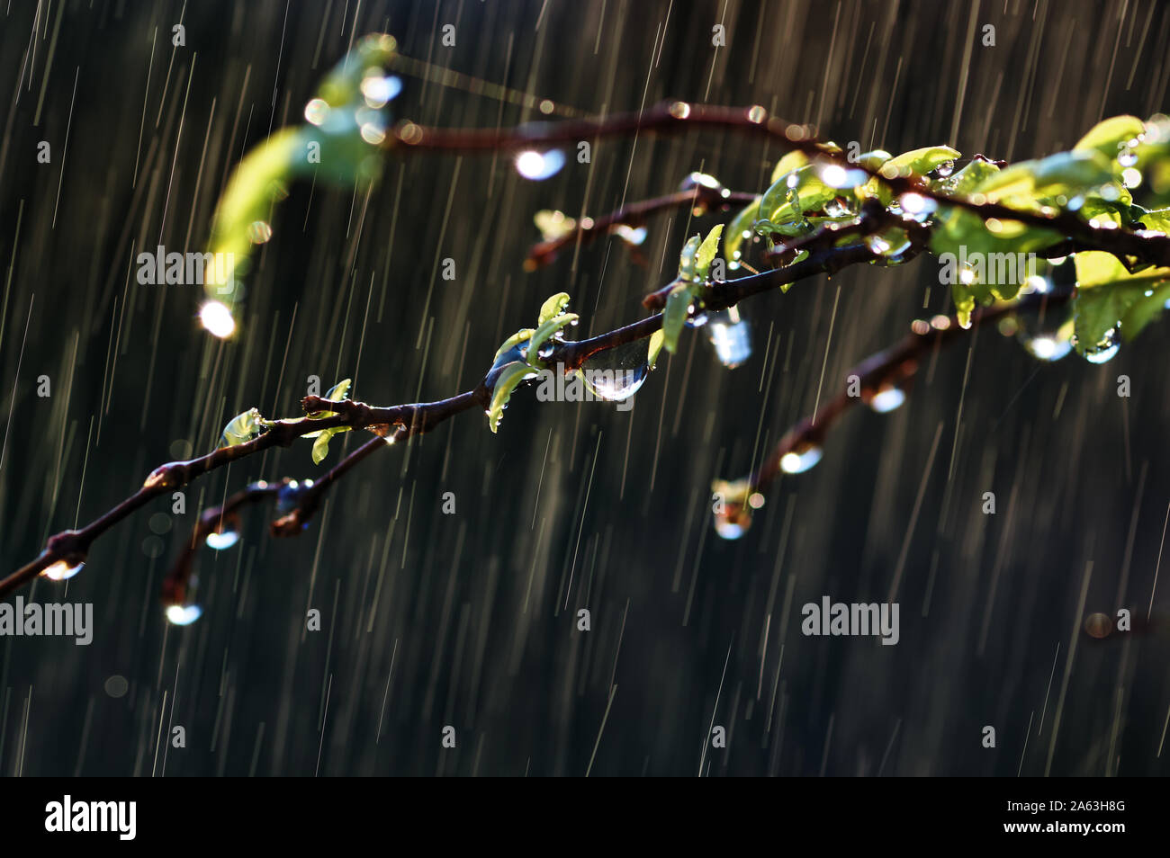 Gocce d'acqua sulla foglia e ramoscello in un giorno di pioggia Foto Stock