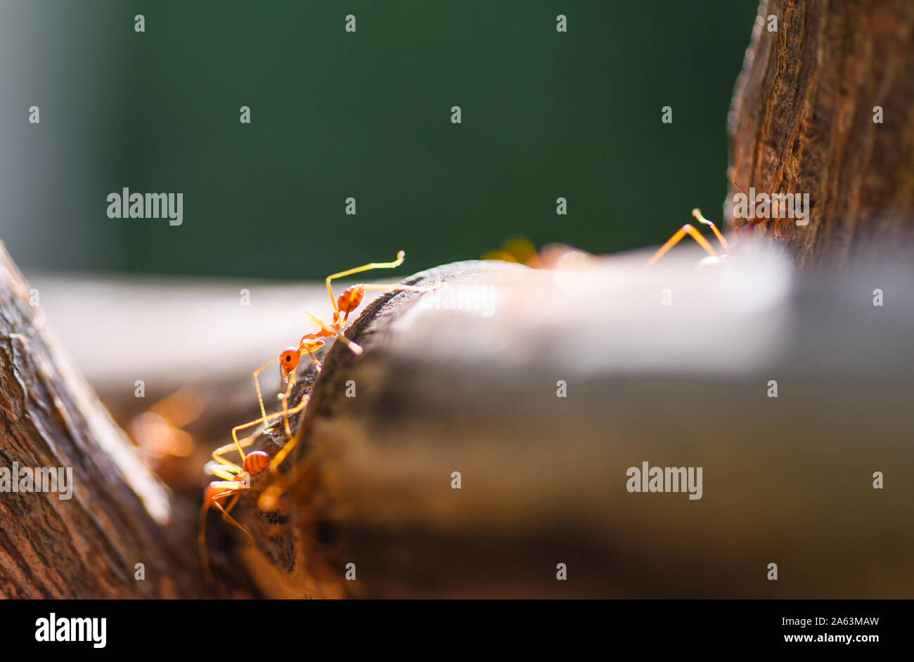 Close up fire ant a piedi di ripresa macro di insetto in natura red ant è molto piccolo / azione Ant in piedi sul ramo di albero con luce del sole di mattina , il fuoco selettivo Foto Stock