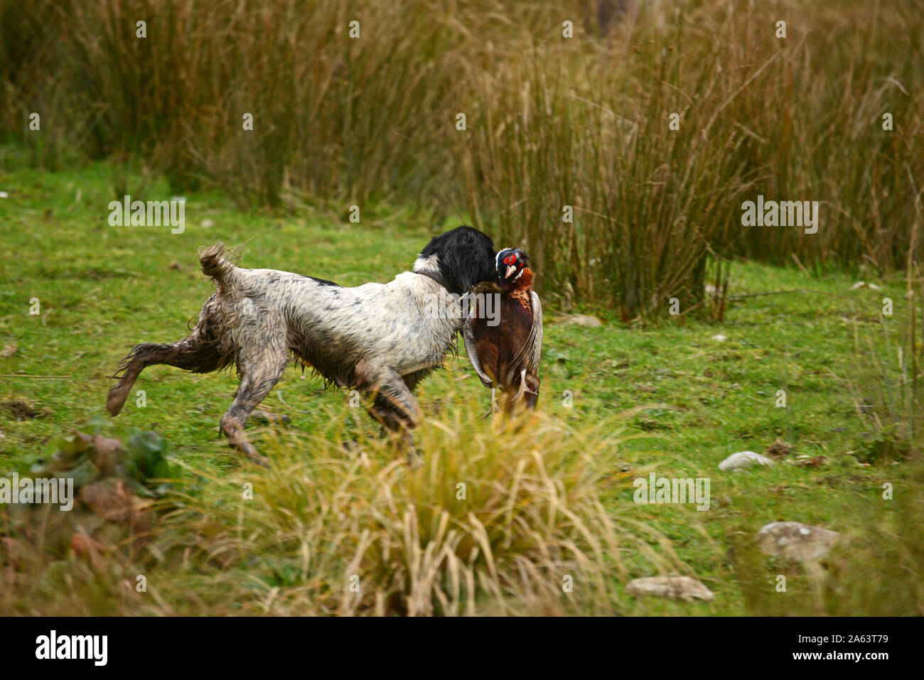 Un retriever raccoglie un uccello durante una battuta di caccia al fagiano caccia sulla costa ovest della Nuova Zelanda. Foto Stock