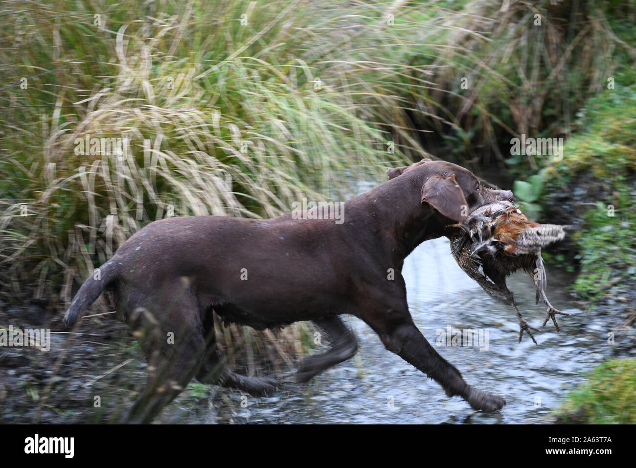 Un retriever raccoglie un uccello durante una battuta di caccia al fagiano caccia sulla costa ovest della Nuova Zelanda. Un effetto intenzionale di blurring in background dal panning. Foto Stock