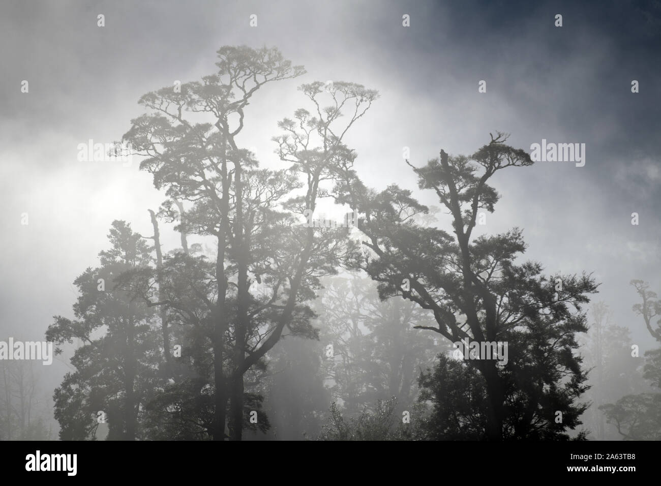 Una leggera nebulizzazione rotoli crea fascintating sagome di alberi su un West Coast farm nelle prime ore del mattino Foto Stock