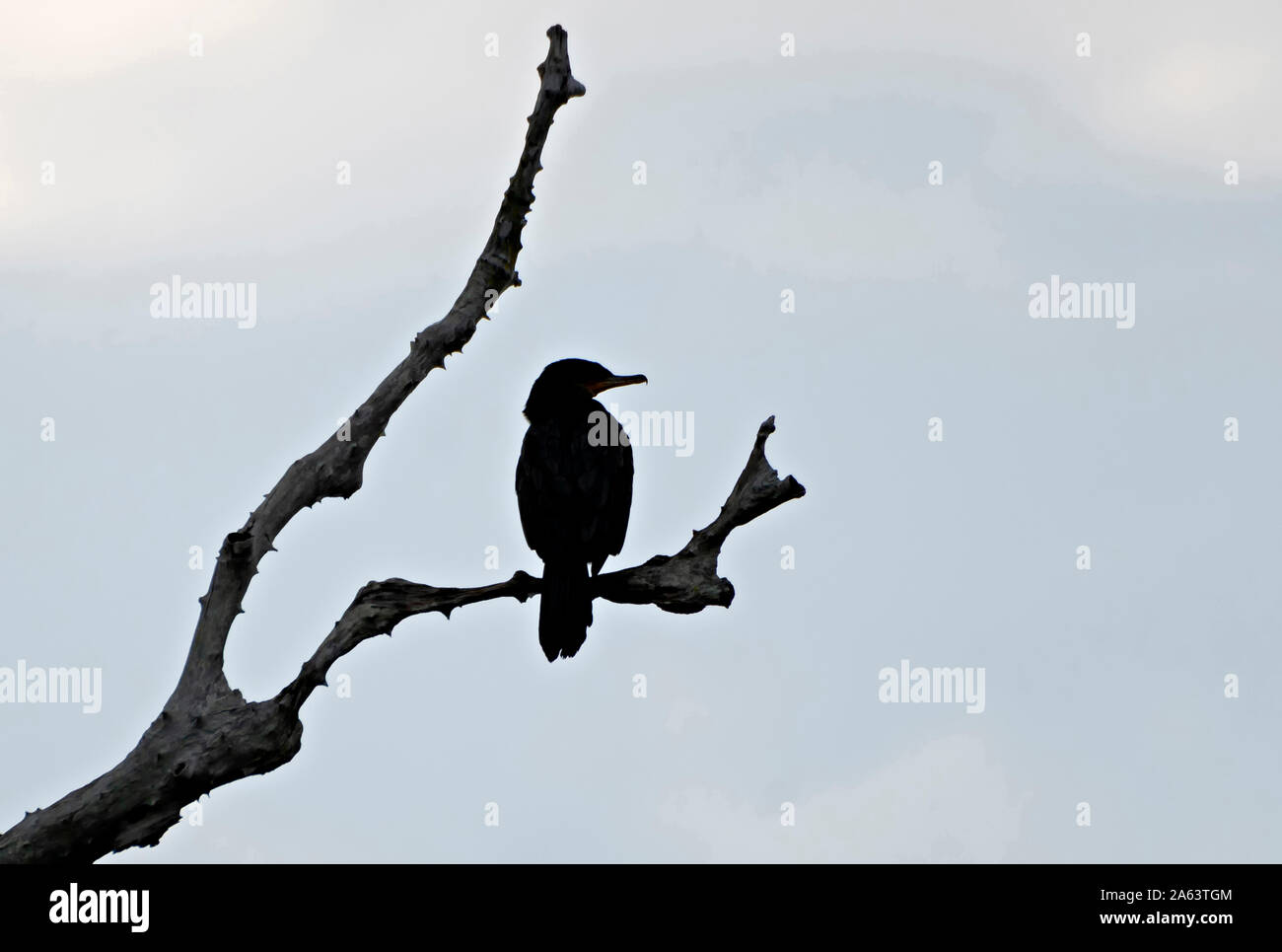 Anhinga Silohuette Foto Stock
