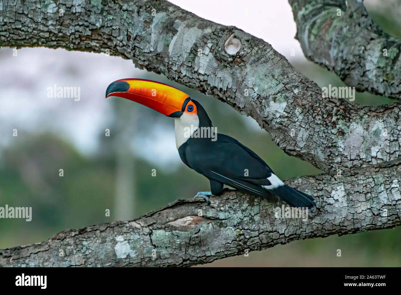 Toucan #1 Foto Stock