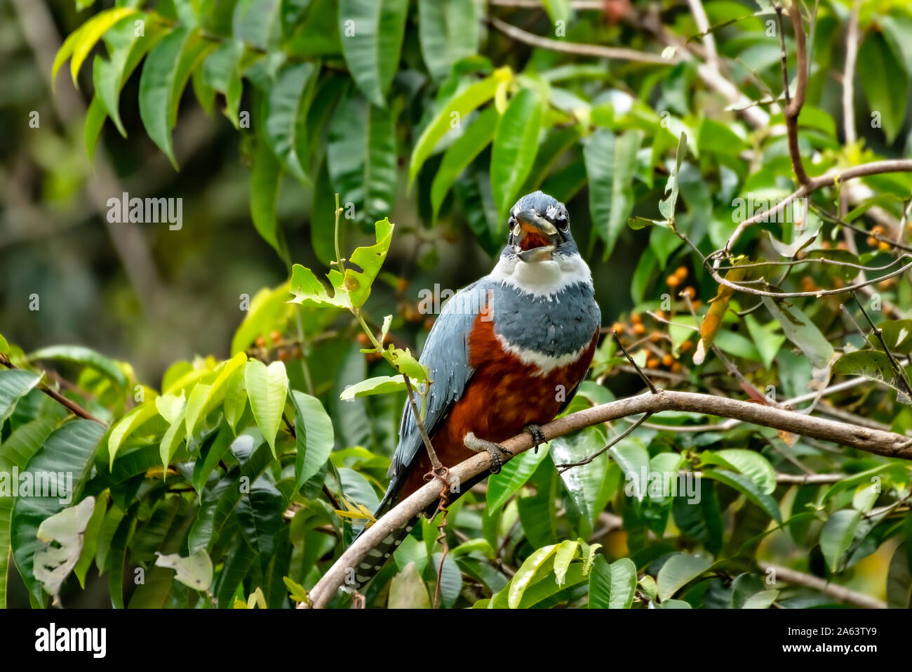 Il canto Kingfisher Foto Stock