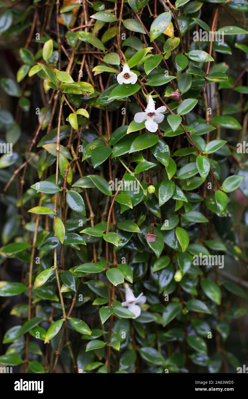 Codonanthe gracilis con fiori. Foto Stock