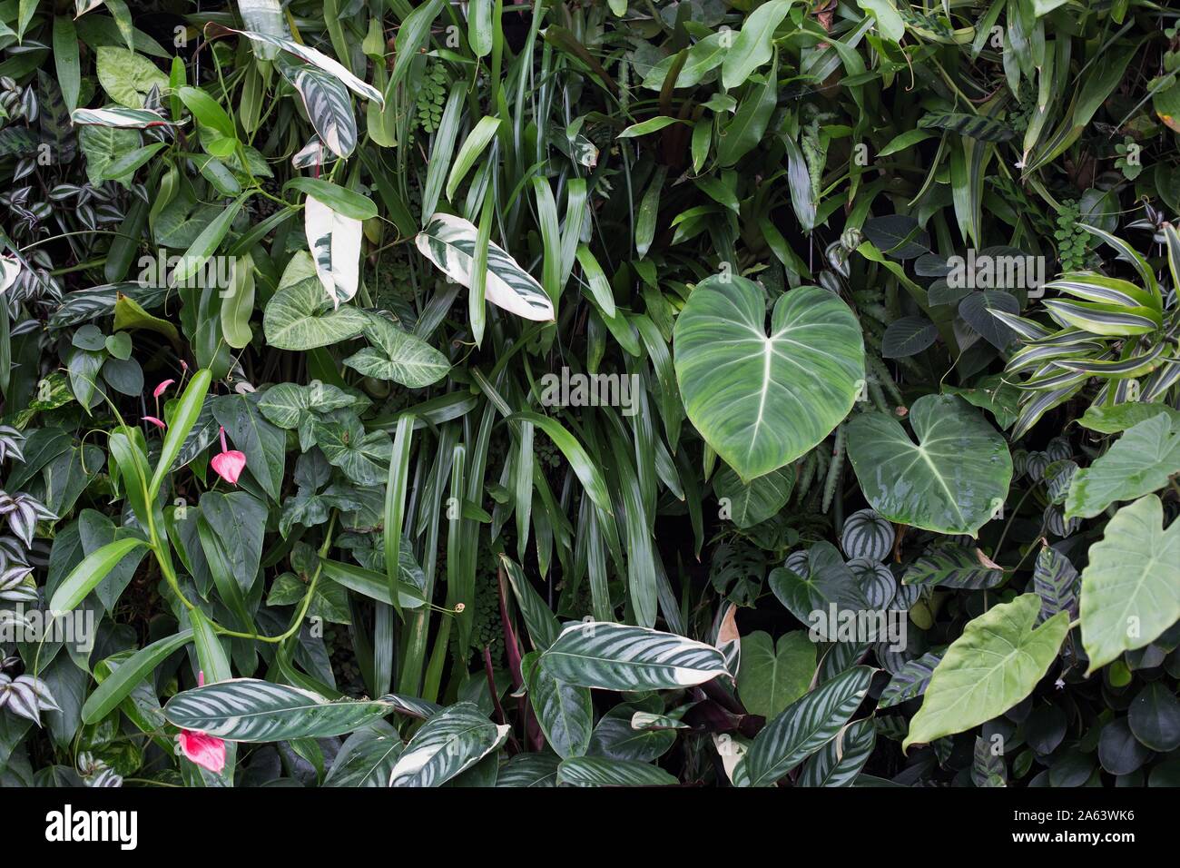 Dettagli di un ampio e lussureggiante giardino verticale. Foto Stock