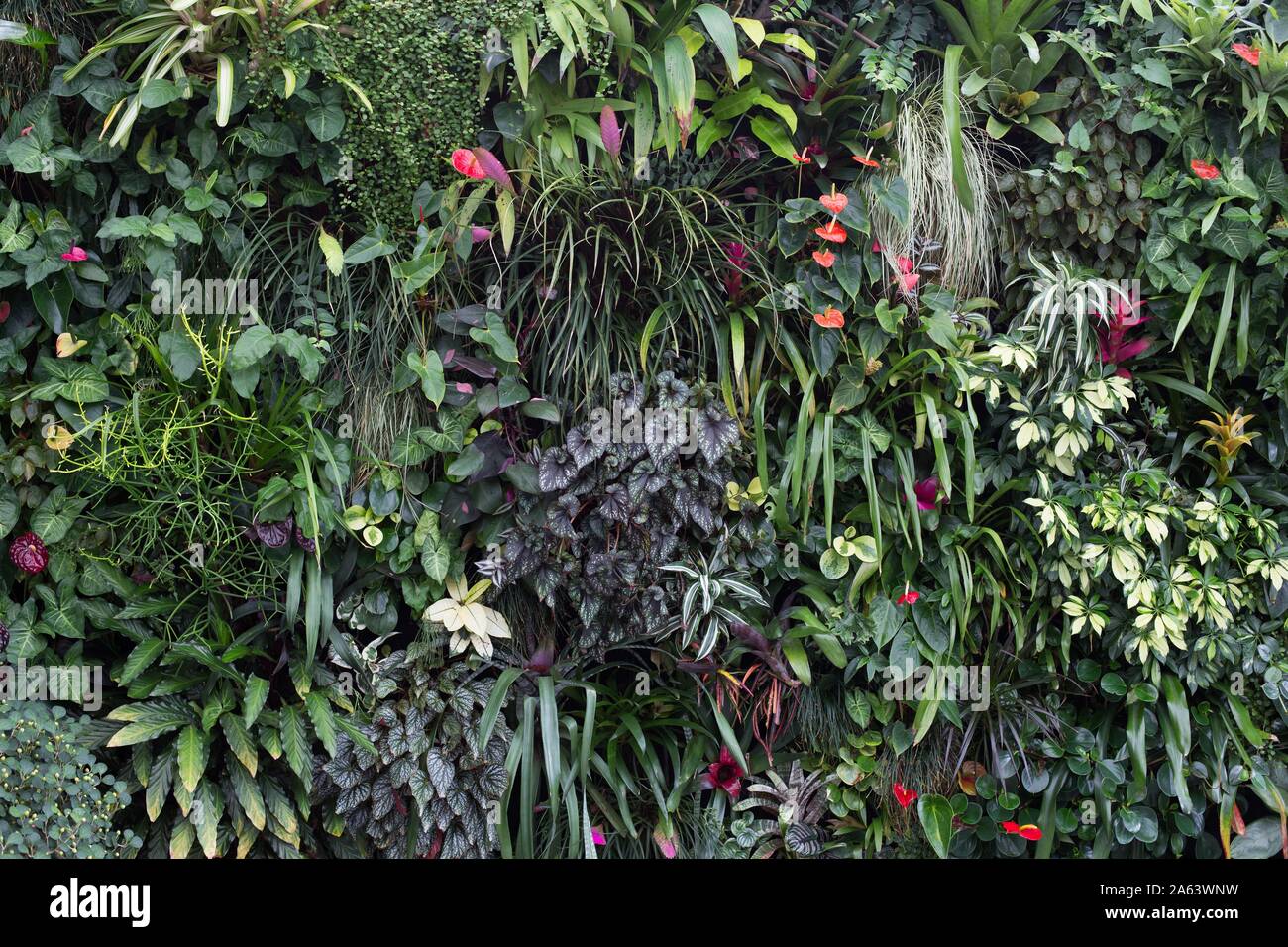 Un lussureggiante giardino verticale con una vasta varietà di piante. Foto Stock