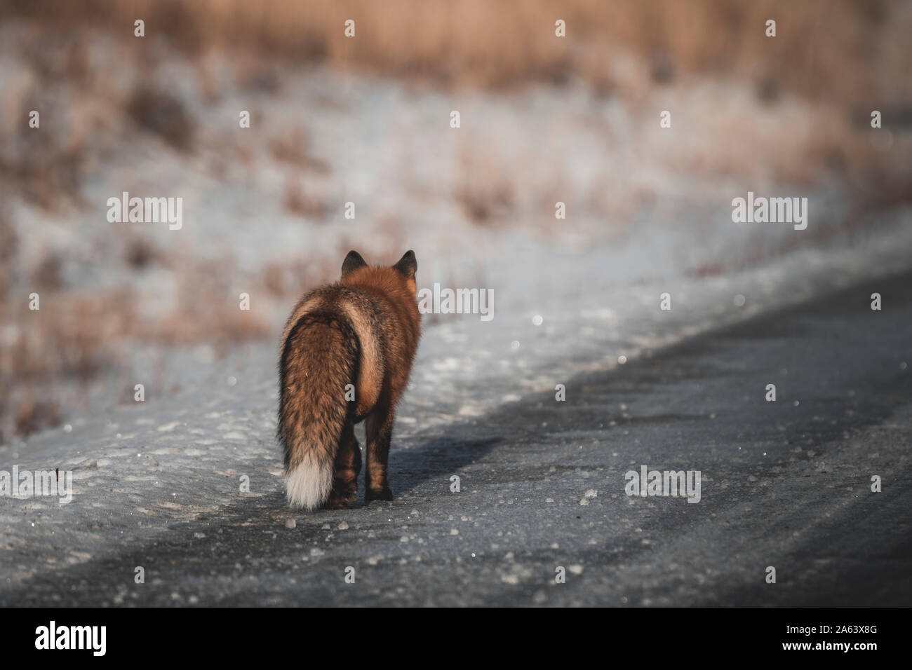 Una volpe rossa con soffice pelliccia inverno passeggiate lungo il lato di una strada in inverno, Yukon Territory Foto Stock