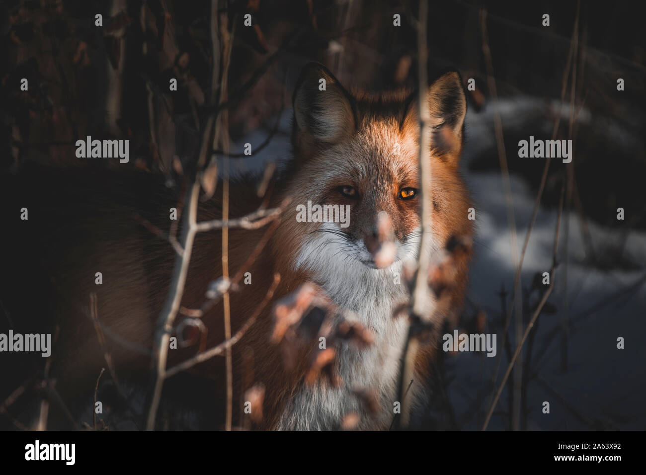 Una volpe rossa guarda a destra alla telecamera mentre un raggio di luce illumina una delle sua ambrata occhi, Yukon Territory Foto Stock