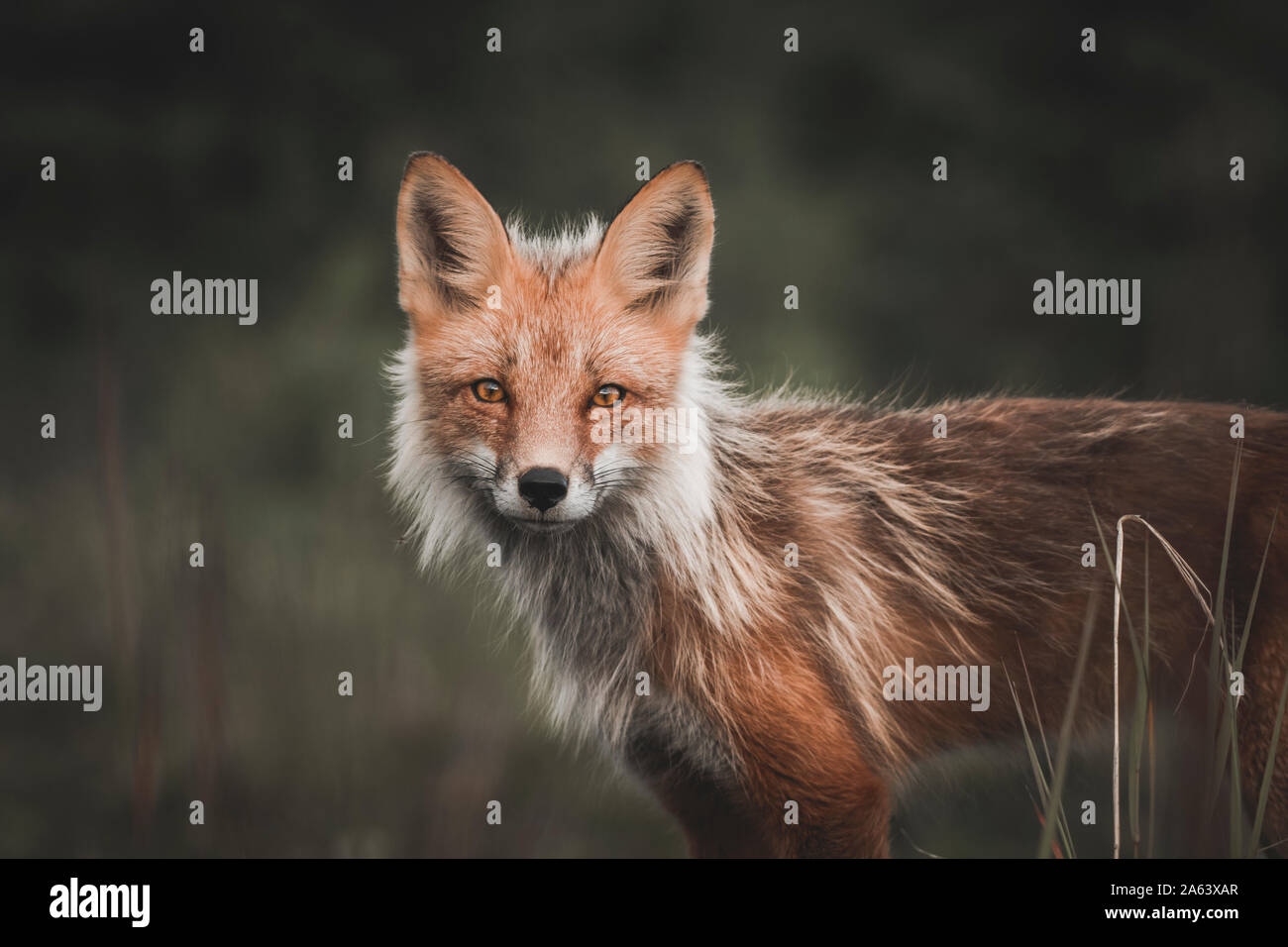 Ritratto di Red Fox in Yukon Territory, Canada Foto Stock