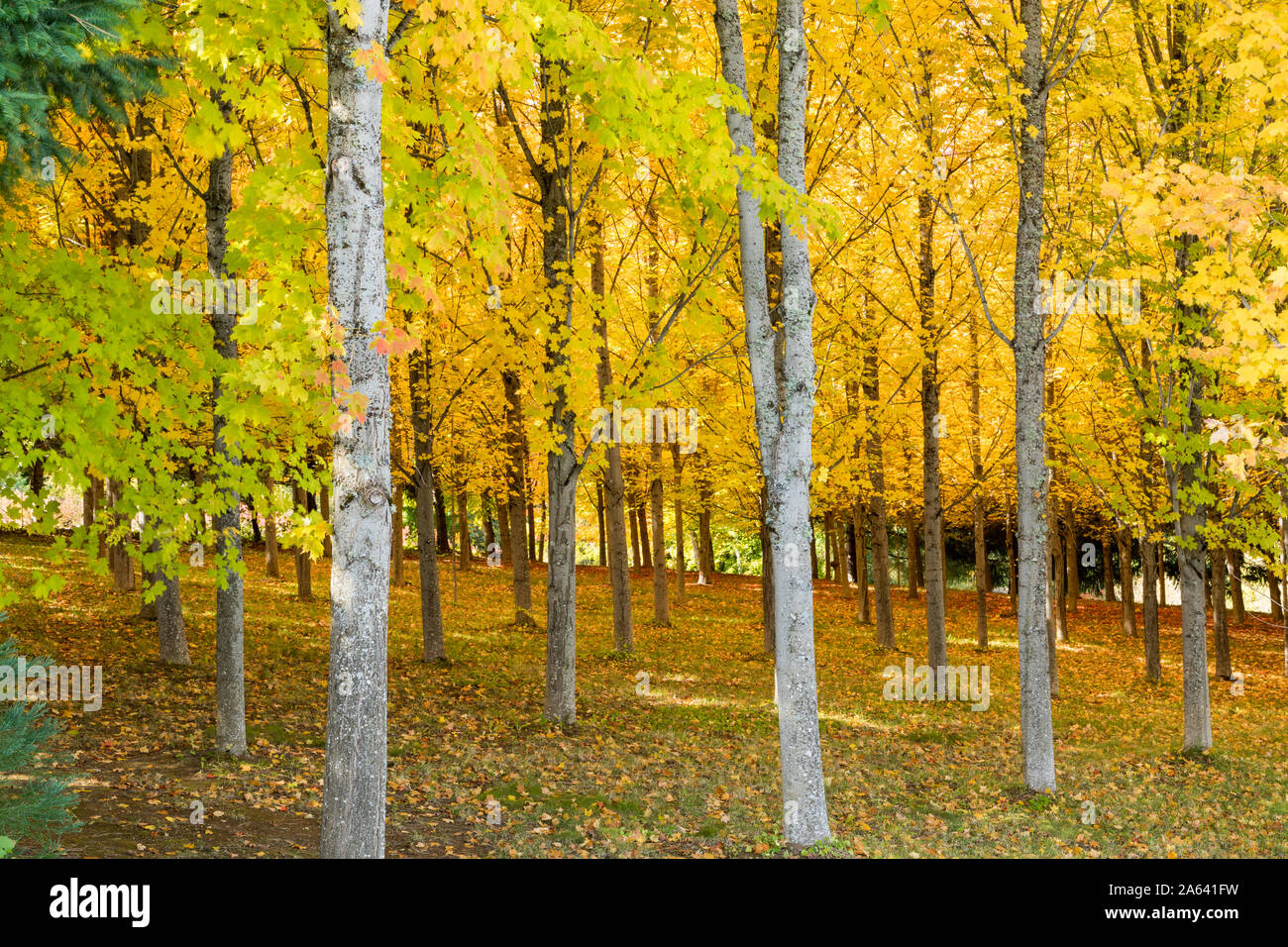 Un Maple Tree Farm Bosco in autunno con giallo brillante foglie in Oregon, USA Foto Stock