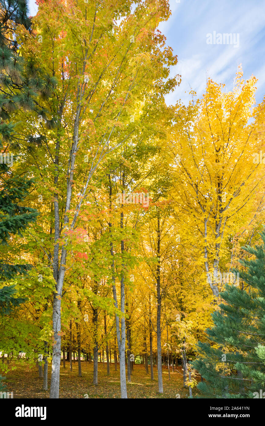 Un Maple Tree Farm Bosco in autunno con giallo brillante foglie in Oregon, USA Foto Stock