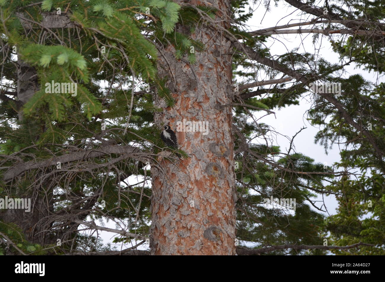 Estate in Colorado: Picchio americano a tre punte arroccato in una conifera nel Rocky Mountain National Park Foto Stock
