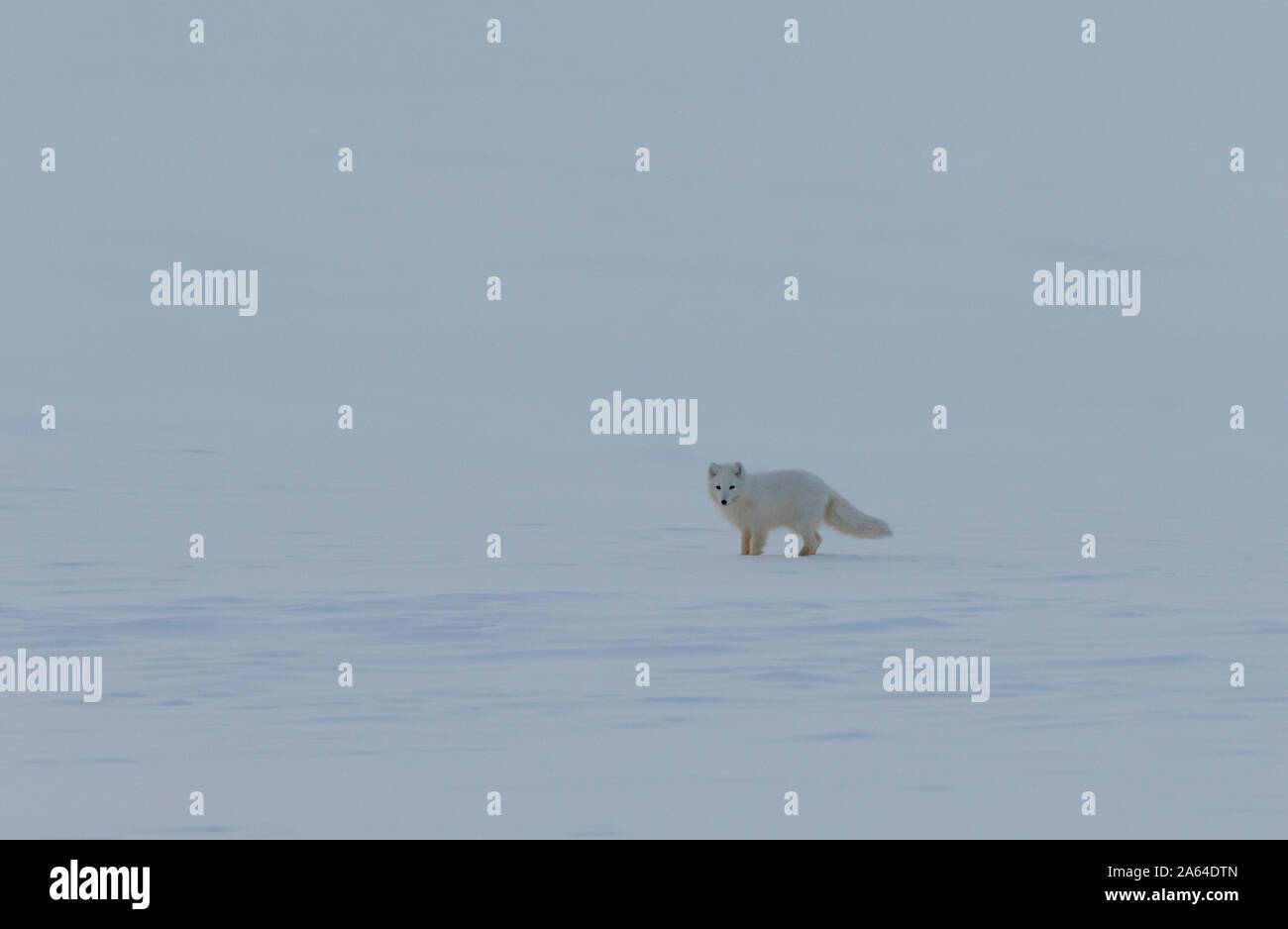 Volpe Artica, Vulpes lagopus, saltellando sulla neve. Foto Stock