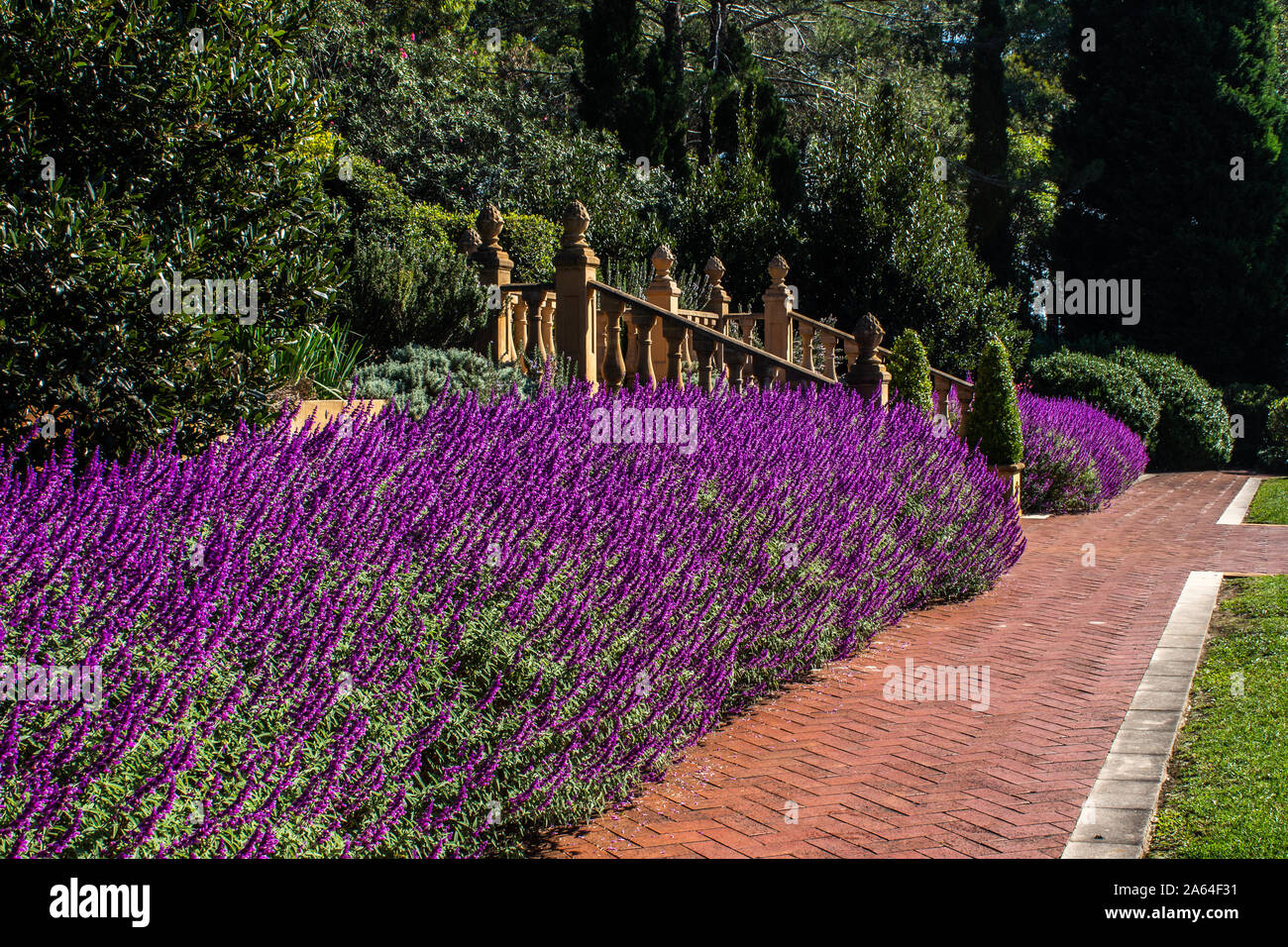Viola lilla Salvia fiori messa piantare in giardino con percorso lastricato, scala, alberi Foto Stock