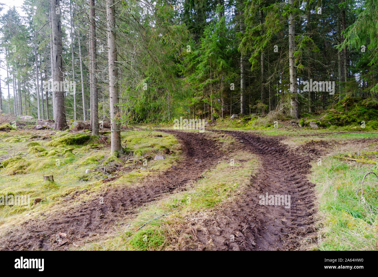 Il pneumatico del trattore le tracce in una foresta di conifere Foto Stock