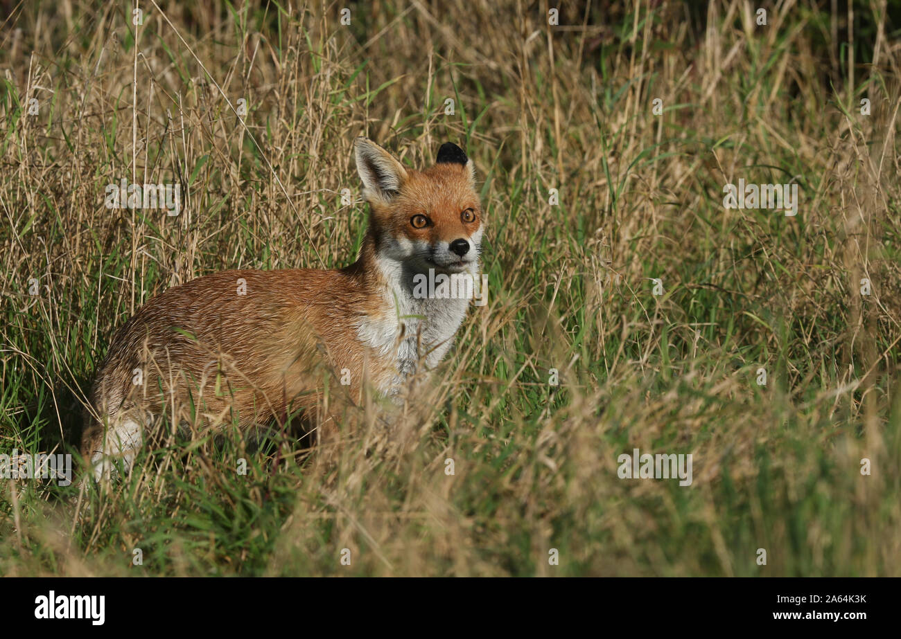 Una bella wild Red Fox, Vulpes vulpes, a caccia di cibo in erba lunga. Foto Stock
