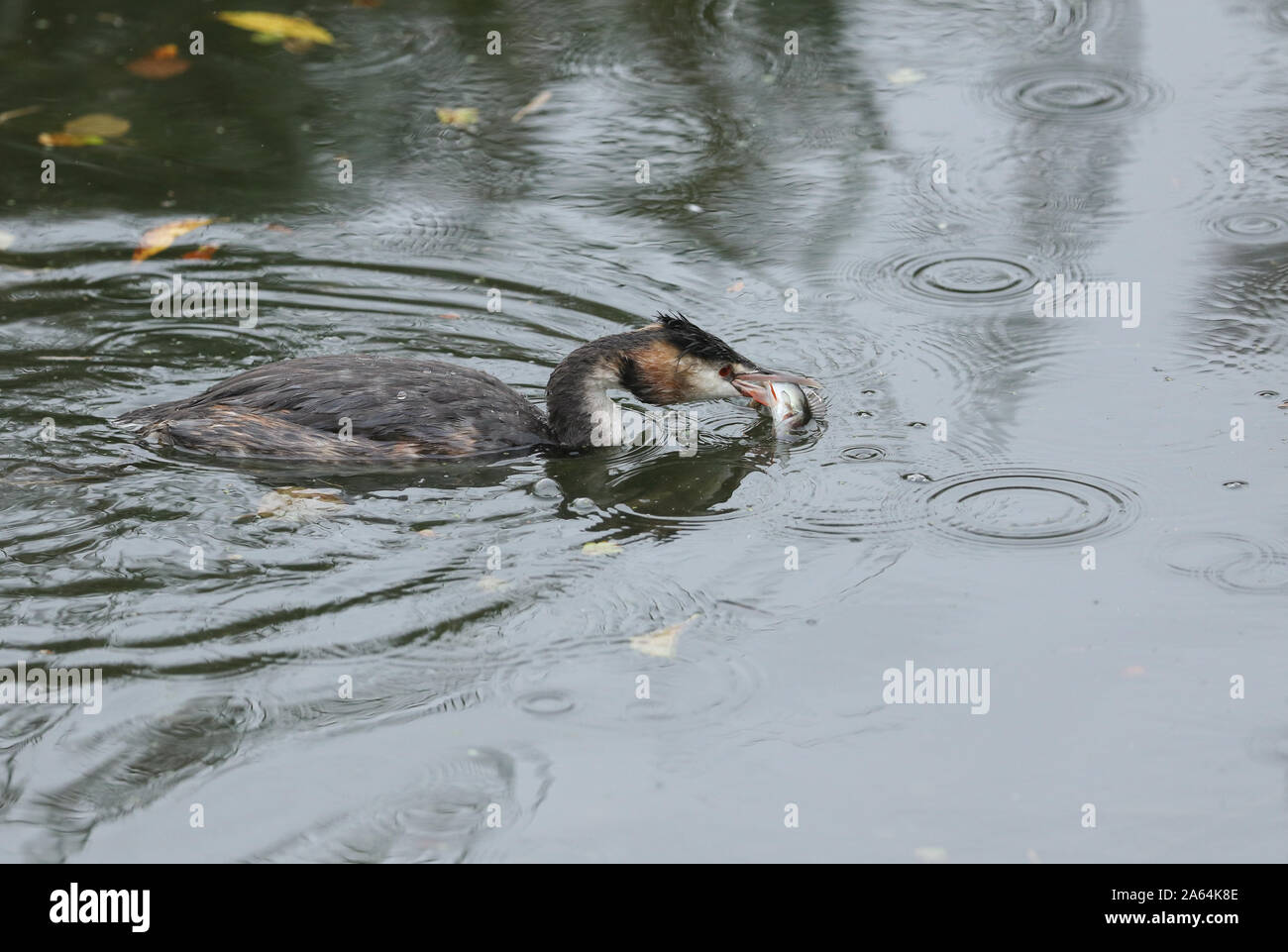 Una bella svasso maggiore, Podiceps cristatus, nuoto su un lago con un pesce persico nel suo becco, che ha appena pescato e sta per mangiare. Foto Stock