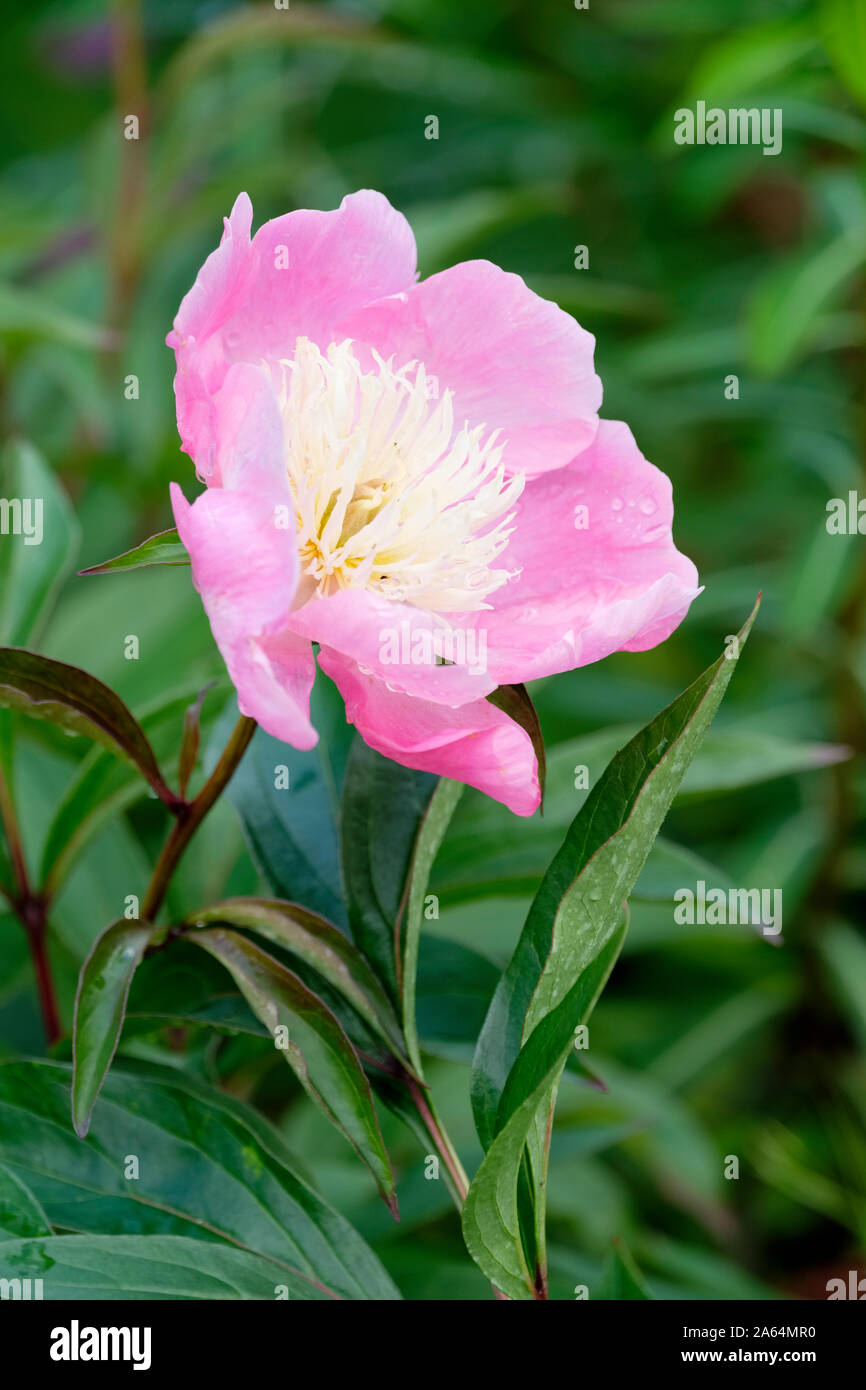 Unica fioritura di Paeonia 'Wladyslawa', inizio metà stagione fioritura rosa peonia lactiflora, Foto Stock