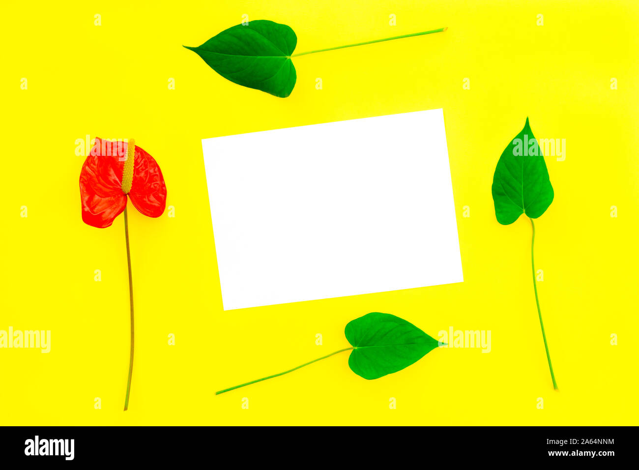 Un fiore rosso come anthurium e lascia la forma di una cornice in cui una carta bianca si trova su uno sfondo giallo. Lay piatto. Posto per il testo. Foto Stock
