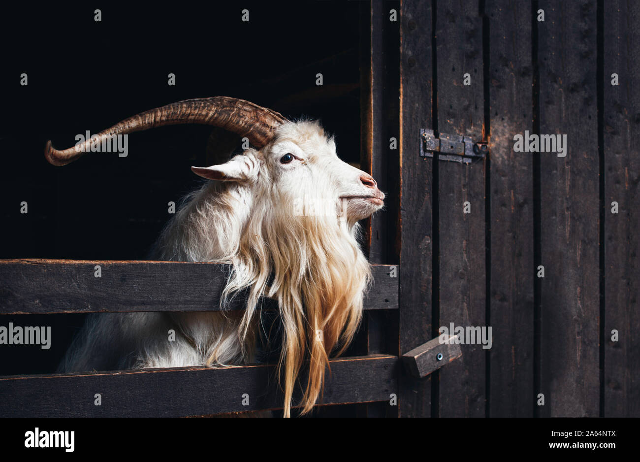 Molto bella capra bianca con lunghe corna e la barba, vive in una fattoria su sfondo scuro. Foto Stock