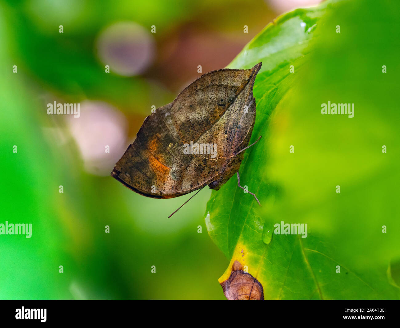 Indian Leafwing Kallima paralekta con le ali ripiegate Foto Stock