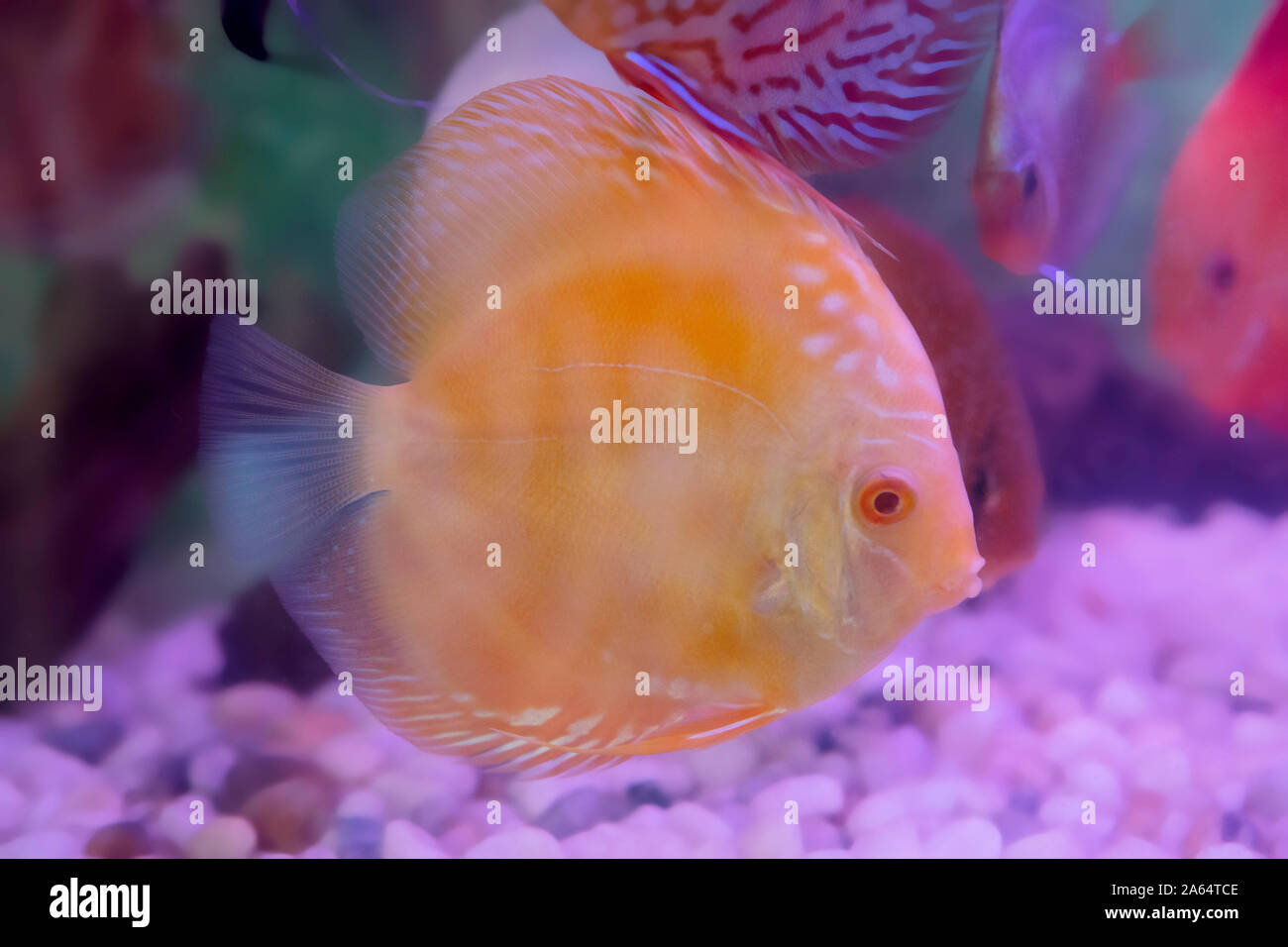 Discutere i pesci vicino fino a la vasca dell'acquario. Pesci costosi per la decorazione Foto Stock